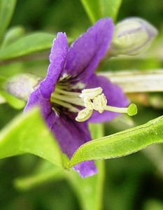 floraison d'un plant de lycium barbarum sauvage