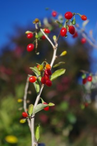 Goji frais